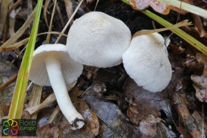 Inocybe geophylla (2)